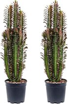 Cactussen van Botanicly – 2 × Euphorbia Trichona Rubra – Hoogte: 65 cm