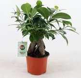 Bonsai van Botanicly – Chinese Vijg – Hoogte: 25 cm – Ficus microcarpa