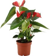 Bloem van Botanicly – Flamingoplant – Hoogte: 30 cm – Anthurium