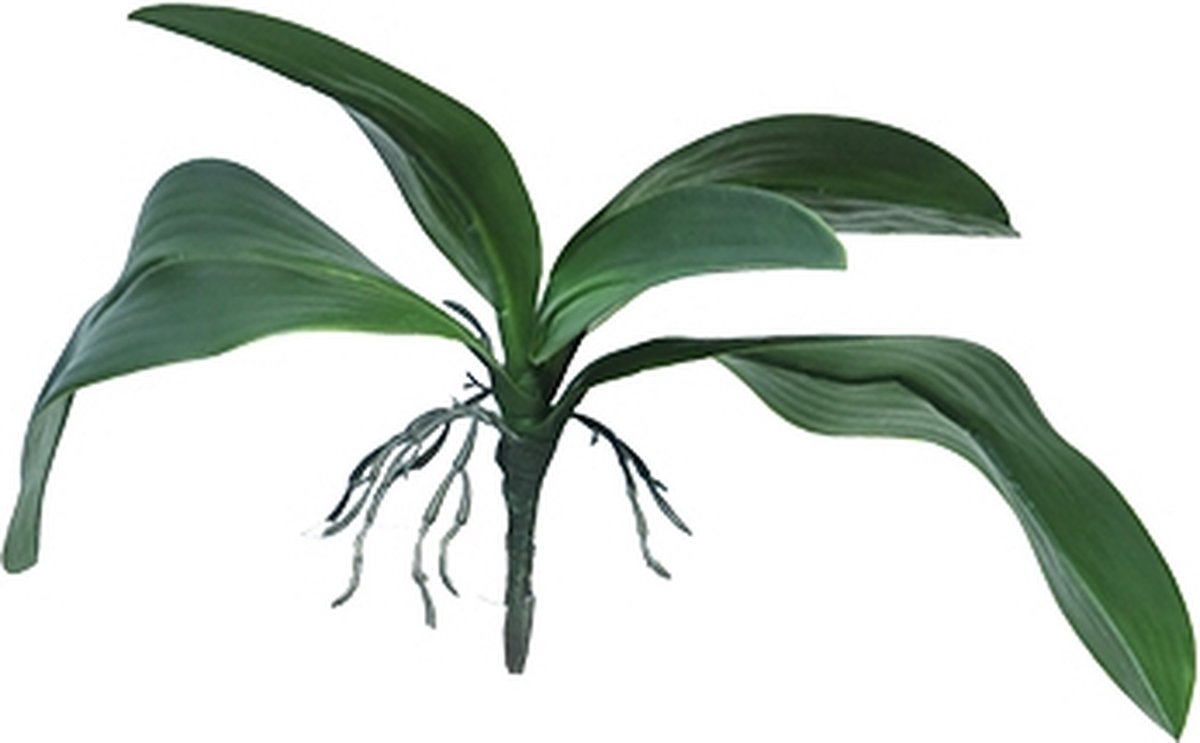Erutan avon Kunst Orchid leaves & roots lvs green - 35 cm Kunstplant Erutan Avon groen
