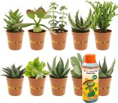 Ecoworld Mini Vetplanten / Succulenten Mix - 20 stuks - Ø 6 cm - Hoogte 8-15 cm