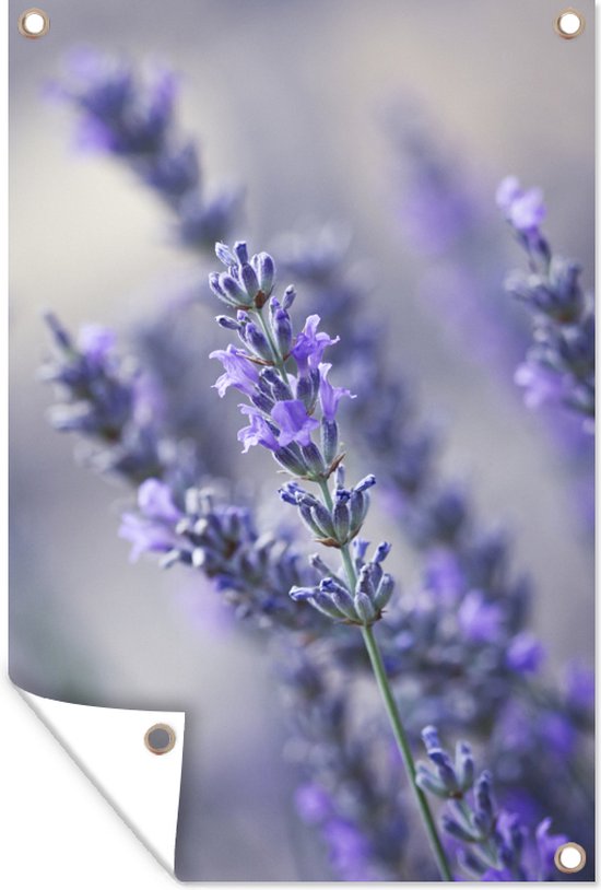 Fleurs de lavande à l'aquarelle - France