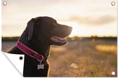 Tuindecoratie Een Labrador Retriever met zonsondergang - 60x40 cm - Tuinposter - Tuindoek - Buitenposter