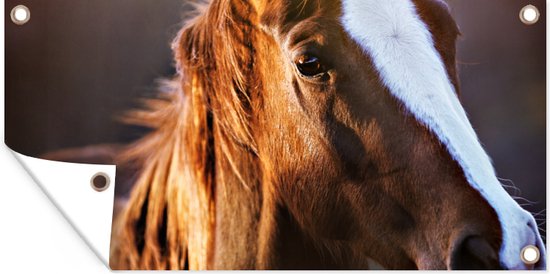 Poster de jardin Cheval - Léger - Fourrure - 60x30 cm - Toile de jardin - Poster extérieur