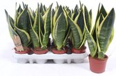 Kamerplanten van Botanicly – 4 × Vrouwentongen – Hoogte: 30 cm – Sansevieria trif. Superba