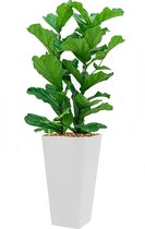 Ficus Lyrata hydrocultuur in Runner vierkant wit | Vioolbladplant / Tabaksplant