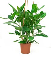 Ficus Benghalensis Audrey bush | Tabaksplant
