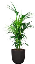 Kentia Howea in Nature Rib Egg Planter zwart | Palm