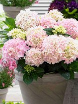 4x Hortensia 'Hydrangea soft pink salsa®'  - BULBi® bloembollen en planten met bloeigarantie