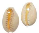 Kauri Schelpjes (20 - 23 mm) Seashell (25 gram / ca. 14 stuks)