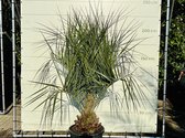 Geleipalm - Butia Capitata - Stamhoogte 30-40 cm