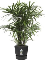 Rhapis Excelsa in Elho® Greenville pot ↨ 100cm - hoge kwaliteit planten