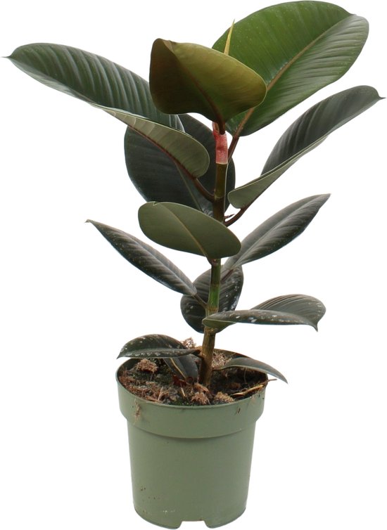 Ficus Elastica Robusta – ↨ 65cm – ⌀ 17cm
