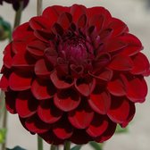 Dahlia Gipsy Night