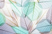 Fotobehang Kleurrijke Doorschijnende Bladeren - Vliesbehang - 416 x 254 cm