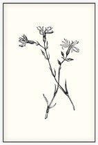 Echte Koekoeksbloem zwart-wit (Ragged Robin) - Foto op Akoestisch paneel - 150 x 225 cm