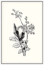 Moerasspirea zwart-wit (Meadow Sweet) - Foto op Akoestisch paneel - 150 x 225 cm