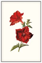 Crimson Petunia (Crimson Petunia White) - Foto op Akoestisch paneel - 80 x 120 cm