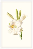 Madonnalelie (White Lily) - Foto op Akoestisch paneel - 60 x 90 cm