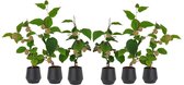 Kiwi plant - Kiwi 'Jenny' x6 - 6x Actinidia deliciosa ‘Jenny' - 30-38 cm