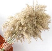 Pampasgras pluimen - Pampas gras pluimen - Gedroogd - Wit / Beige - 20 stuks