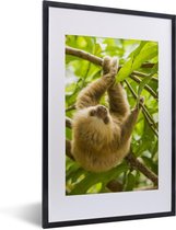 Affiche avec cadre Sloth - Un jeune paresseux coloré se bloque entre les feuilles vertes cadre photo noir avec passe-partout blanc - cadre photo noir - 40x60 cm - Affiche avec cadre