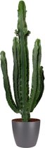 Cactus van Botanicly – Cactus incl. sierpot antraciet als set – Hoogte: 110 cm – Euphorbia Eritrea