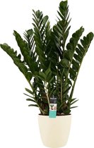 Kamerplant van Botanicly – Zamioculcas Zamifoliia incl. crème kleurig sierpot als set – Hoogte: 80 cm