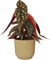 Hellogreen Kamerplant - Stippenplant Begonia Maculata - 25 cm - Vibes Fold Rond Botergeel