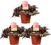 Tradescantia zebrina – ↨ 20cm – ⌀ 12cm