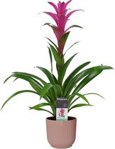 FloraExpert - Guzmania - 60 Cm - Ø 14