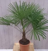 Winterharde Palmboom stamhoogte 20 cm en hoogte 130 cm