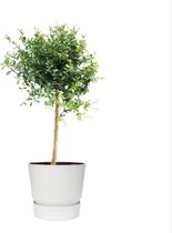 Citrus Australasica in ELHO outdoor sierpot Greenville Rond (wit) – ↨ 70cm – ⌀ 25cm