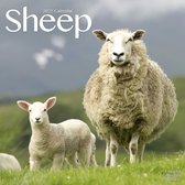 Sheep - Schafe 2022 - 18-Monatskalender