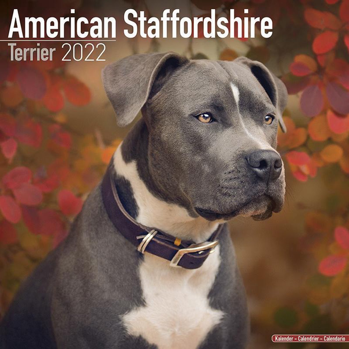 American Staffordshire Terrier - Amstaff 2022 | bol.com