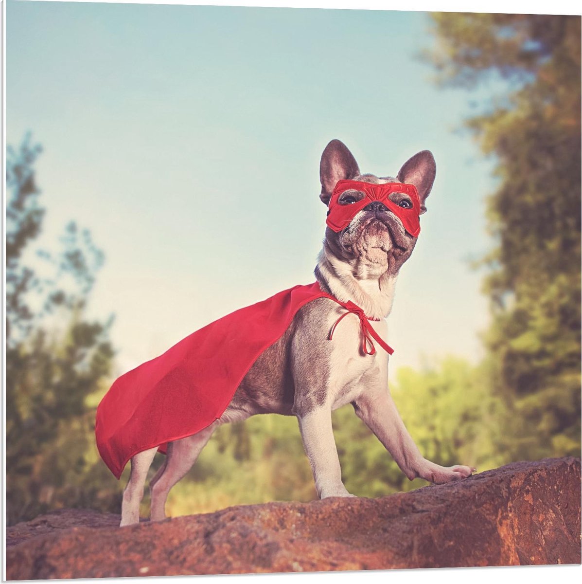 Forex - Hond als Superman - 80x80cm Foto op Forex