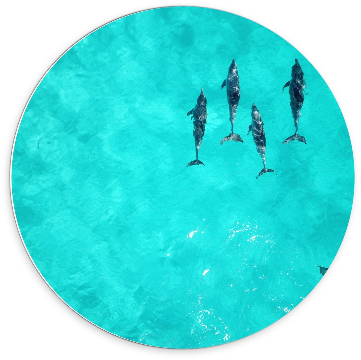 KuijsFotoprint - Schilderij - Orkas In Tropische Zee - Zwart, Wit En Blauw - 70 X 70 Cm