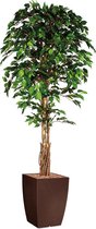 HTT - Kunstplant Ficus in Genesis vierkant bruin H210 cm