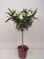 Boom van Botanicly – Oleander – Hoogte: 100 cm – Nerium oleander