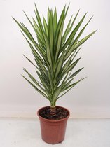 Kamerplant van Botanicly – Palmlelie – Hoogte: 85 cm – Yucca elephantipes Elmila