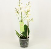 Orchidee van Botanicly – Vlinder orchidee – Hoogte: 45 cm, 1 tak – Phalaenopsis multiflora Popcorn