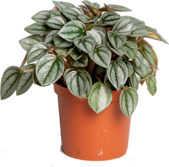 Mini Peperomia Santorini 'Napoli Night' | Kamerplant in kwekerspot ⌀7 cm - ↕10-12 cm