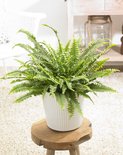 Groene krulvaren in een witte geribbelde pot op een houten krukje in een woonkamer.