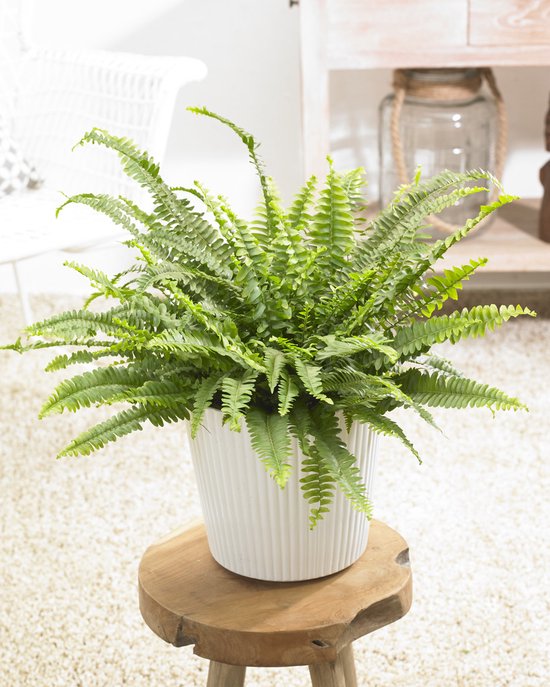 Groene krulvaren in een witte geribbelde pot op een houten krukje in een woonkamer.