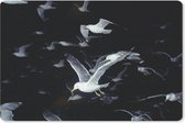 Muismat Dieren - Close-up vliegende meeuwen tegen zwarte achtergrond muismat rubber - 60x40 cm - Muismat met foto