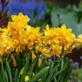 25x Narcis - Narcissus 'Tete Boucle' - Geel - 25 bollen