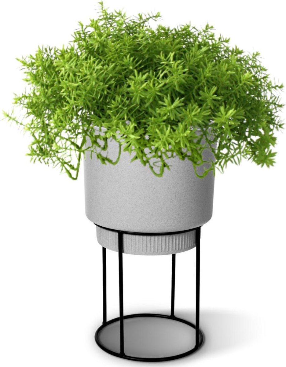 Senecio vetplant 30cm