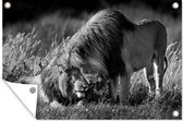 Tuinposters buiten Knuffelende leeuwen - zwart wit - 90x60 cm - Tuindoek - Buitenposter