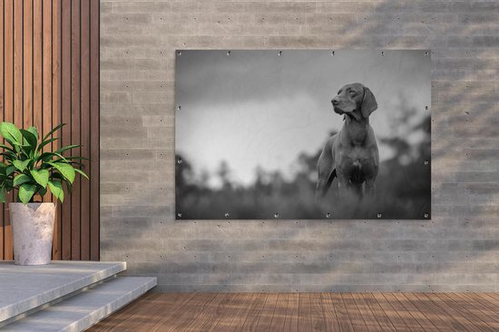 Décoration murale Chien regardant ailleurs - noir et blanc - 180x120 cm - Poster jardin - Toile jardin - Poster extérieur