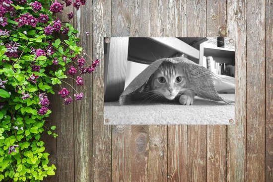 Posters de jardin extérieur Chat caché - noir et blanc - 90x60 cm - Toile de jardin - Affiche extérieure